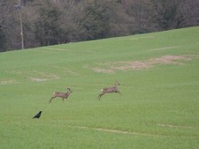 Photo 6x4 Roe deer heading