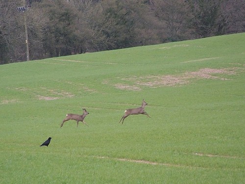 Photo 6x4 roe deer - 6x4,