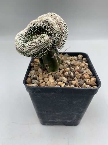Mammillaria luethyi vaso cm - luethyi,