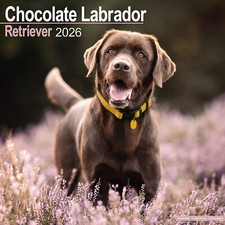 Calendario 2026 Chocolate Labrador Retriever | Regalo Razza Cane 15% SCONTO ORDINI MULTIPLI