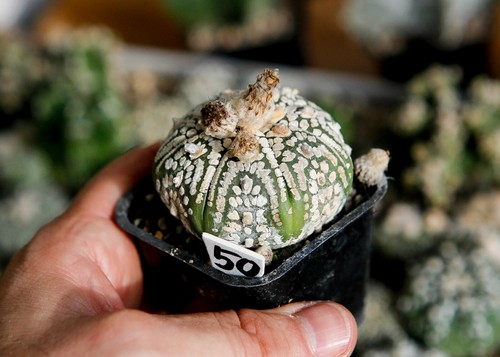 Astrophytum superkabuto - ,