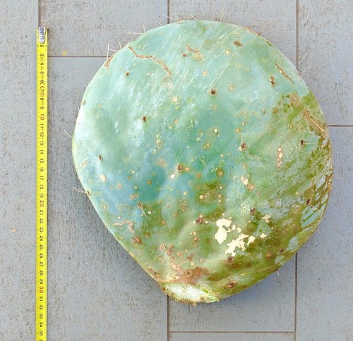 Opuntia rotundifolia unrooted - opuntia,