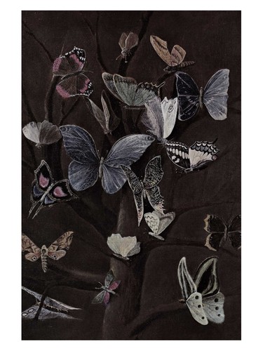 Collezione farfalle poster - collezione,