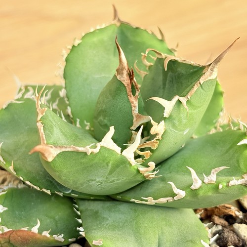 Agave titanota pot - , 10
