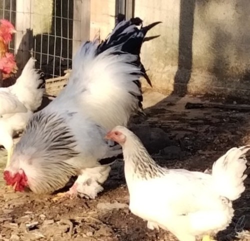 Uova feconde brahma 10uova - uova,