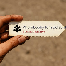 Rhombophyllum dolabriforme