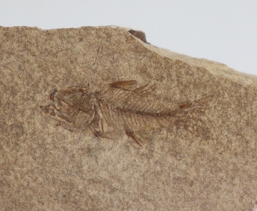 Pesce acropoma lepidotum - acropoma,