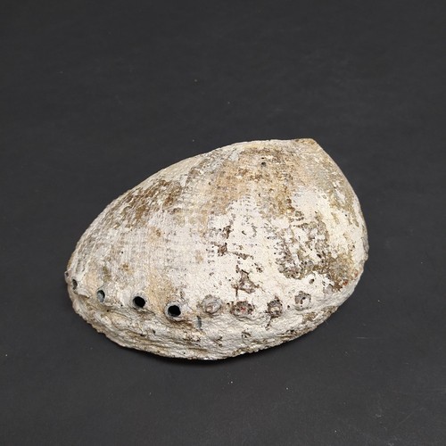 Conchiglia abalone naturale - naturale, 18