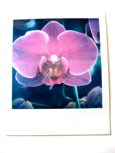 Araki polaroid originale - araki:,