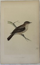SPOTTED FLYCATCHER