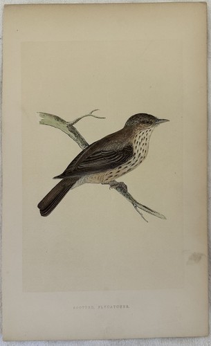 Spotted flycatcher - spotted,
