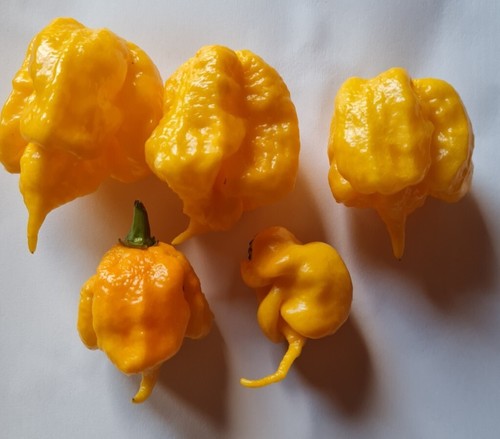 Semi peperoncino - 20, di