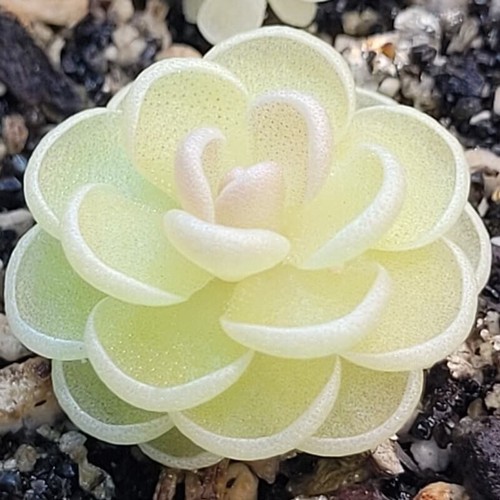 Live carnivorous plants - live,