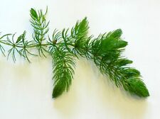 PIANTA PIANTE VERA PER