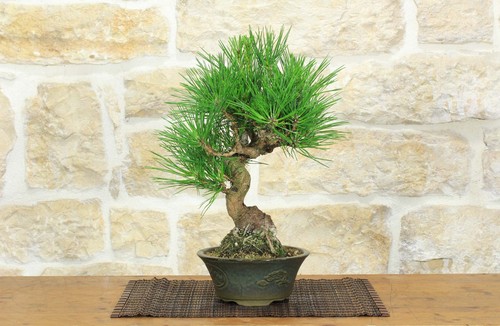 Bonsai pino nero thunbergii - bonsai,