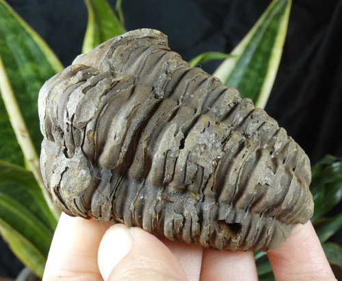 Beau trilobite fossile phacops - beau,