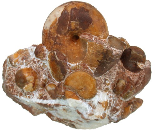 Trias gradino con arcestes - trias,