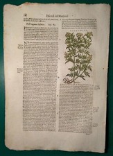 Stampa antica ERBARIO MATTIOLI MATTHIOLI GELSOMINO botanica 1645 Antique print