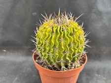 ECHINOFOSSULOCACTUS