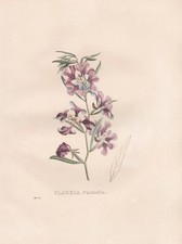 Clarkia Pulchella Lithograph