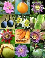 PASSIFLORA mix - FRUTTO DELLA PASSIONE esotico commestibile fiore tropicale semi vite 100 semi