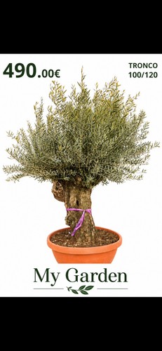 Ulivo olivo olea europea - "olea, europea"