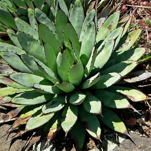 Agave macroacantha o 50 - macroacantha, 10