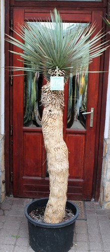 Yucca rostrata tronco 190 cm - rostrata,,