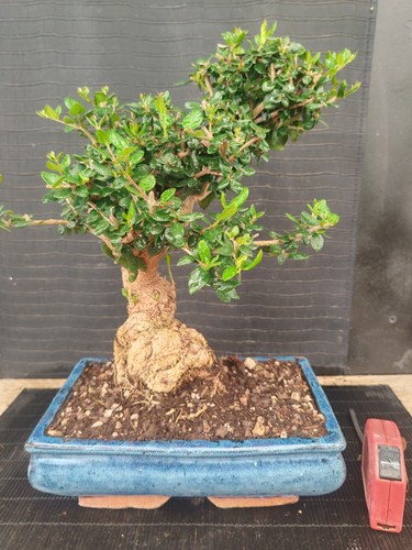 Bonsai olivastro h 38 - olivastro,