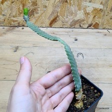 Euphorbia stellata - Stella