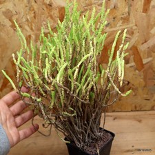 Crassula lycopodioides vaso - crassula,