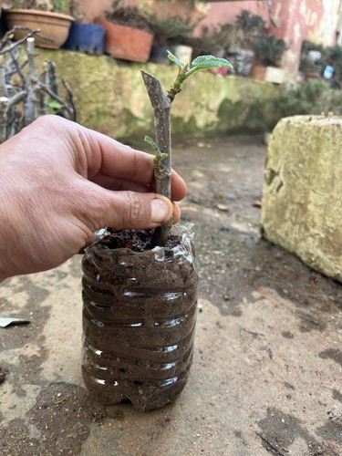 Bonsai ficus carica - ficus, .