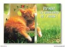 ASHP5-0312-GATTO - Gattino Che