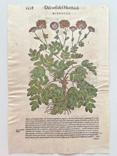 Mattioli xilografia 1500 - xilografia,