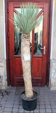 Yucca rostrata, tronco 180cm /