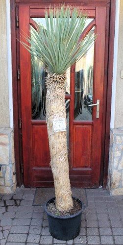 Yucca rostrata tronco - yucca, rostrata,