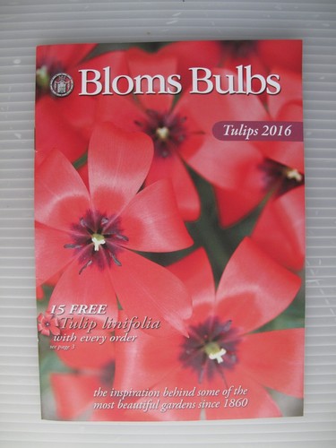 Bloms bulbs tulips 2016 - bloms,