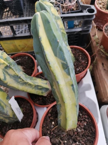 Myrtillocactus geometrizans