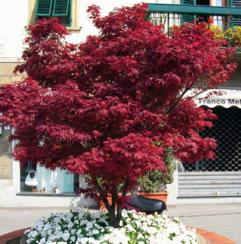 Acero rosso giapponese acer - giapponese, "acer
