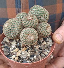 Mammillaria crucigera SB-529