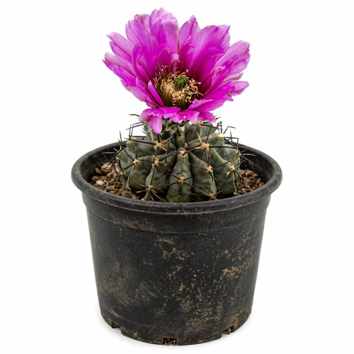 Echinocereus kuenzleri hk267 - echinocereus,