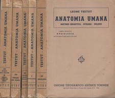 Anatomia umana. anatomia