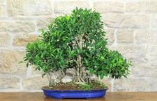 Boschetto ficus retusa - boschetto,