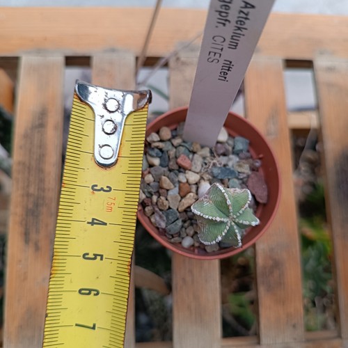 Aztekium ritteri radice - ritteri, su