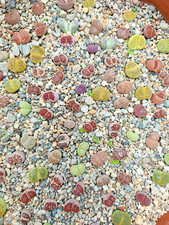 10 Lithops Sassi Viventi Del Karoo 1,5 - 2,5 Cm Colori Assortiti +  Omaggio