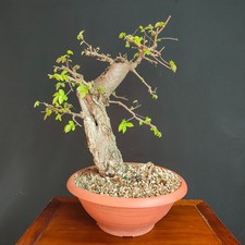 PRE BONSAI DI OLMO CAMPESTRE