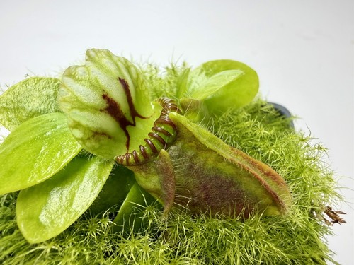 Cephalotus follicularis - cephalotus,