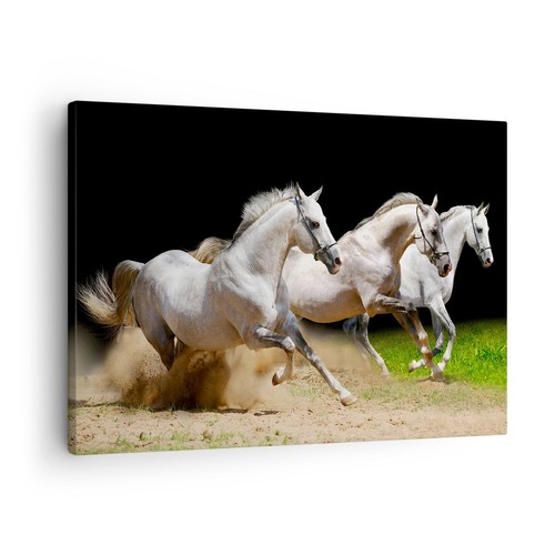 Quadro tela 70x50cm cavalli - quadro,