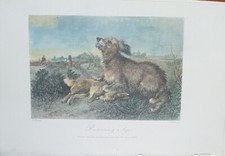 CANI incisione acquarellata a