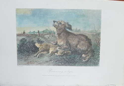 Cani incisione acquarellata - incisione, a
